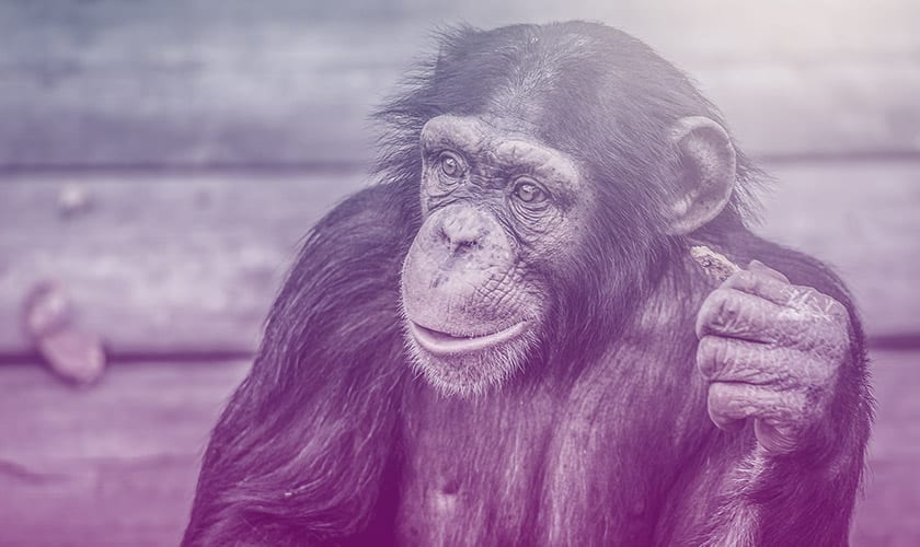 Featured image for “Chimps and change: How hacking traditional power dynamics can help leaders inspire cultural transformation”